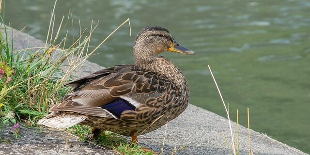 Gode strategier til at løse store krydsord hurtigt